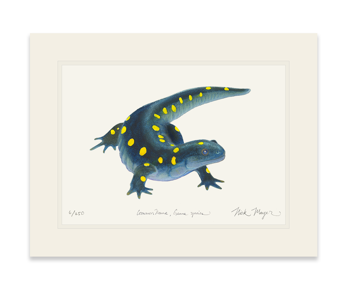 Yellow Spotted Salamander Limited Edition Print