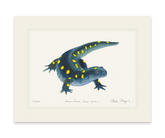 Yellow Spotted Salamander Print