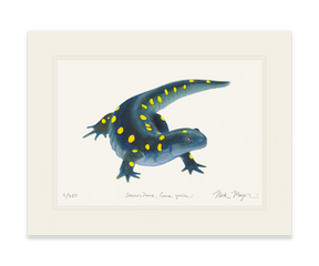Yellow Spotted Salamander Print