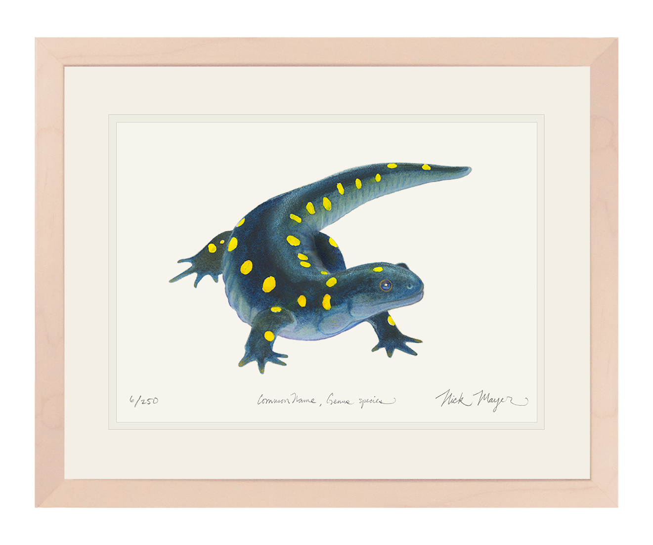 Yellow Spotted Salamander Limited Edition Print