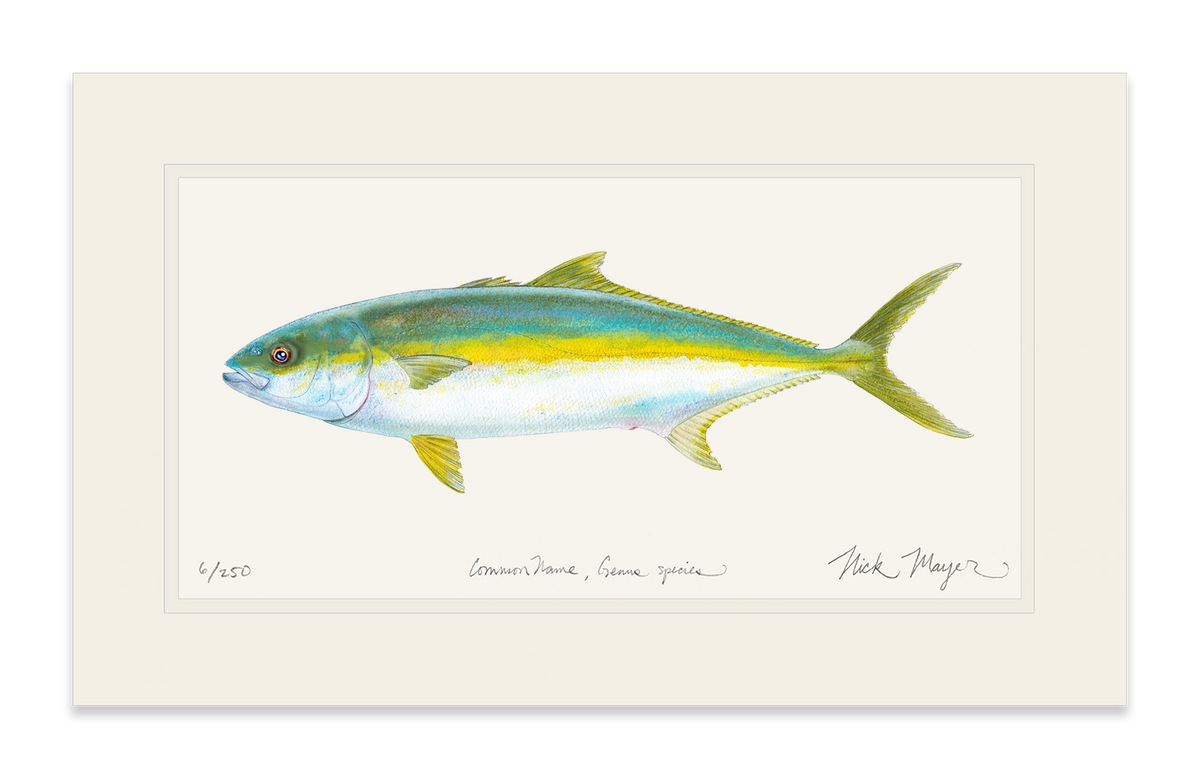 Dive into the beauty of Yellowtail fish