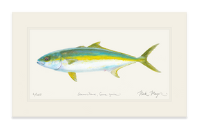 California Yellowtail I Print