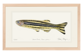 Zebrafish Original Watercolor Painting