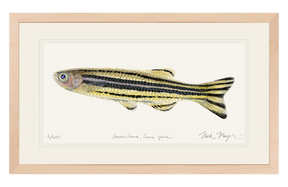 Zebrafish Original Watercolor Painting