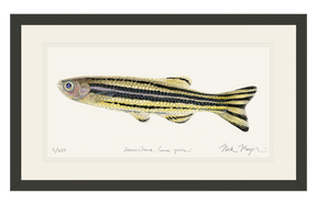 Zebrafish Print