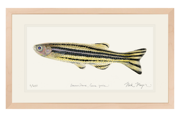 Zebrafish Original Watercolor Painting Zebrafish Original Watercolor Painting