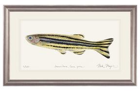 Zebrafish Print