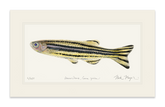 Zebrafish Print