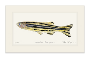 Zebrafish Print
