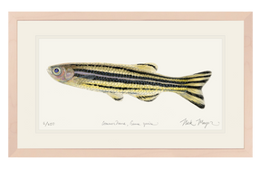 Zebrafish Print