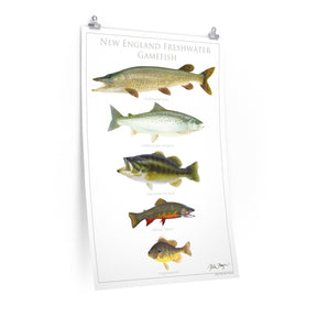 New England Freshwater Gamefish Poster