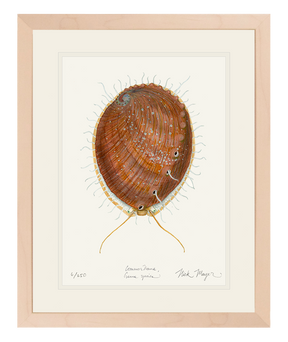 White Abalone II Print