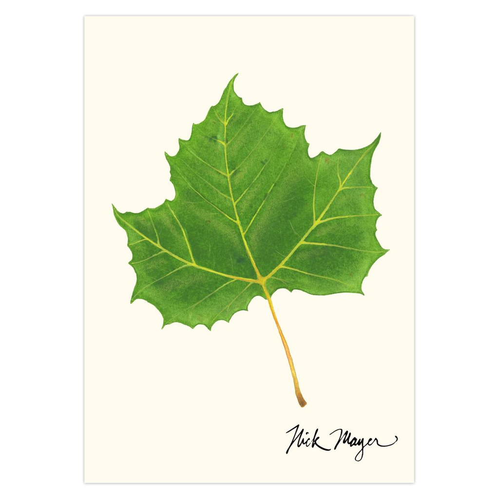 Sycamore Leaf Notecards