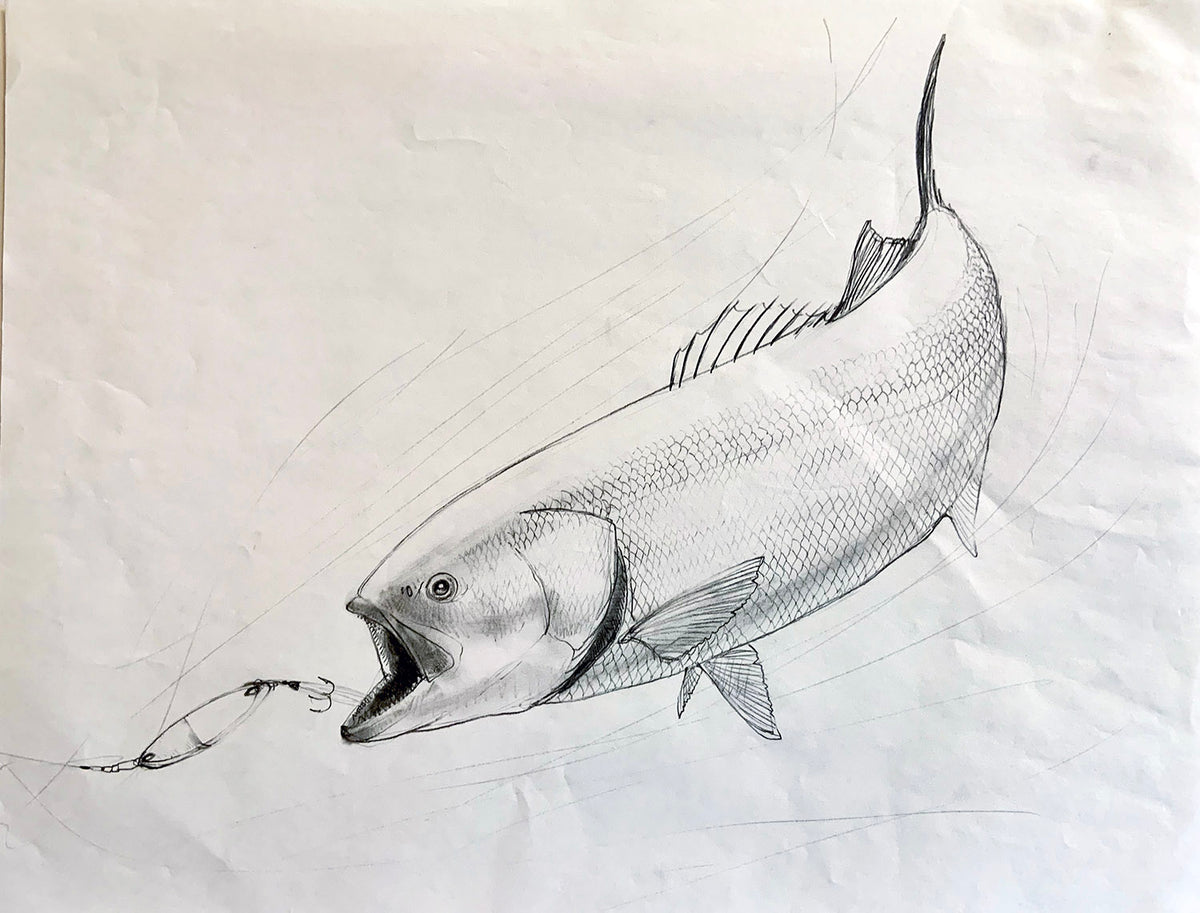 Bluefish Sketch Unframed Original Pencil Drawing