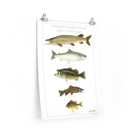 Favorite Gamefish of Lake Champlain Poster