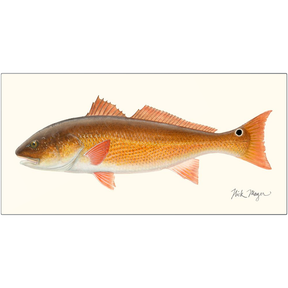 Redfish Metal Print, NEW!