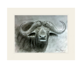 Cape Buffalo Print