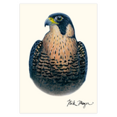 Peregrine Falcon Notecards