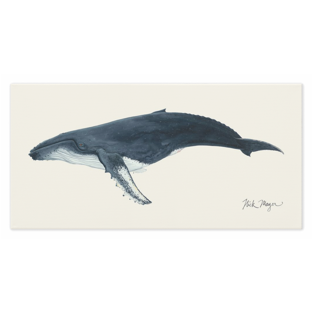 Humpback Whale Canvas Print