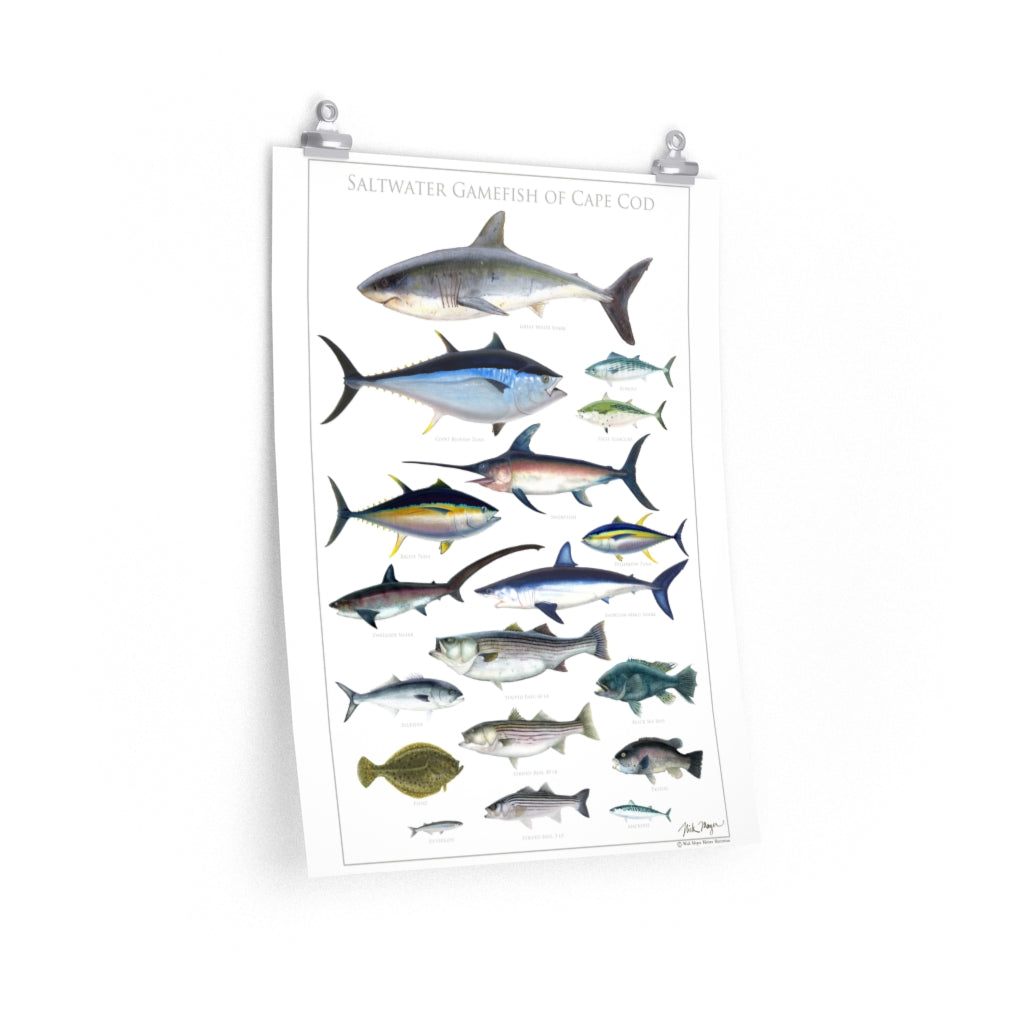 Saltwater Gamefish of Cape Cod Poster