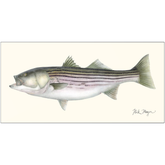 Striped Bass, 30 lbs Metal Print, NEW!