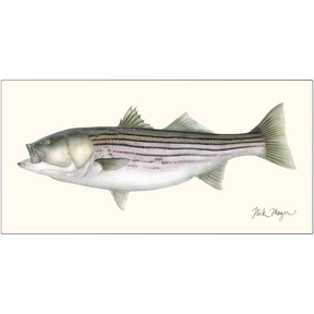 Striped Bass, 30 lbs Metal Print, NEW!