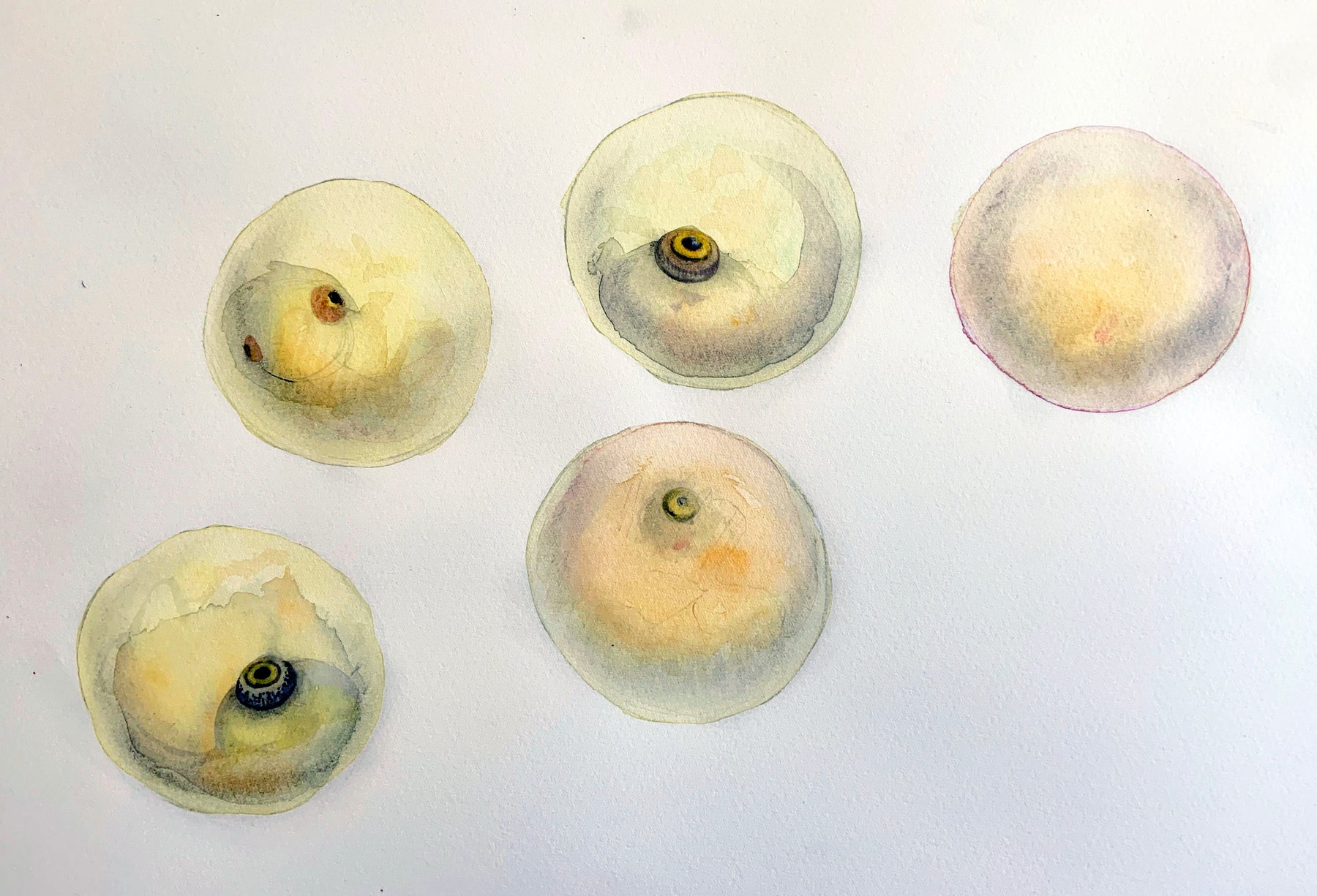 Trout Eggs Study, Original Painting