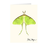 Luna Moth Notecards