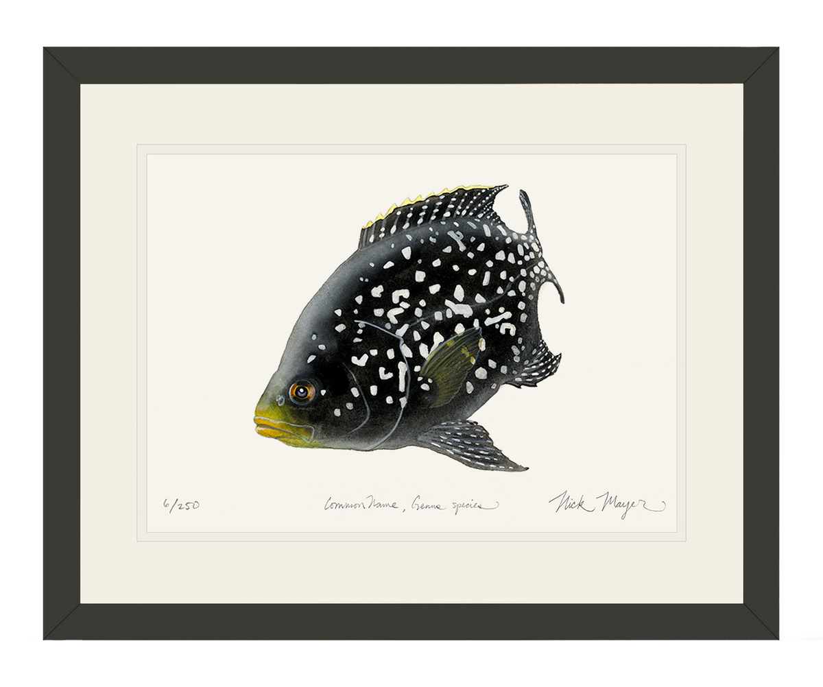 Starry Night Cichlid 2