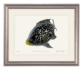 Cichlid Fish 2