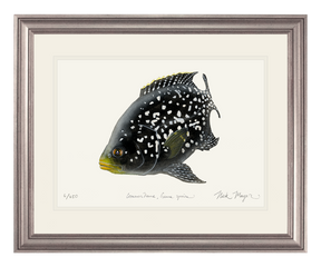 Cichlid Fish 2