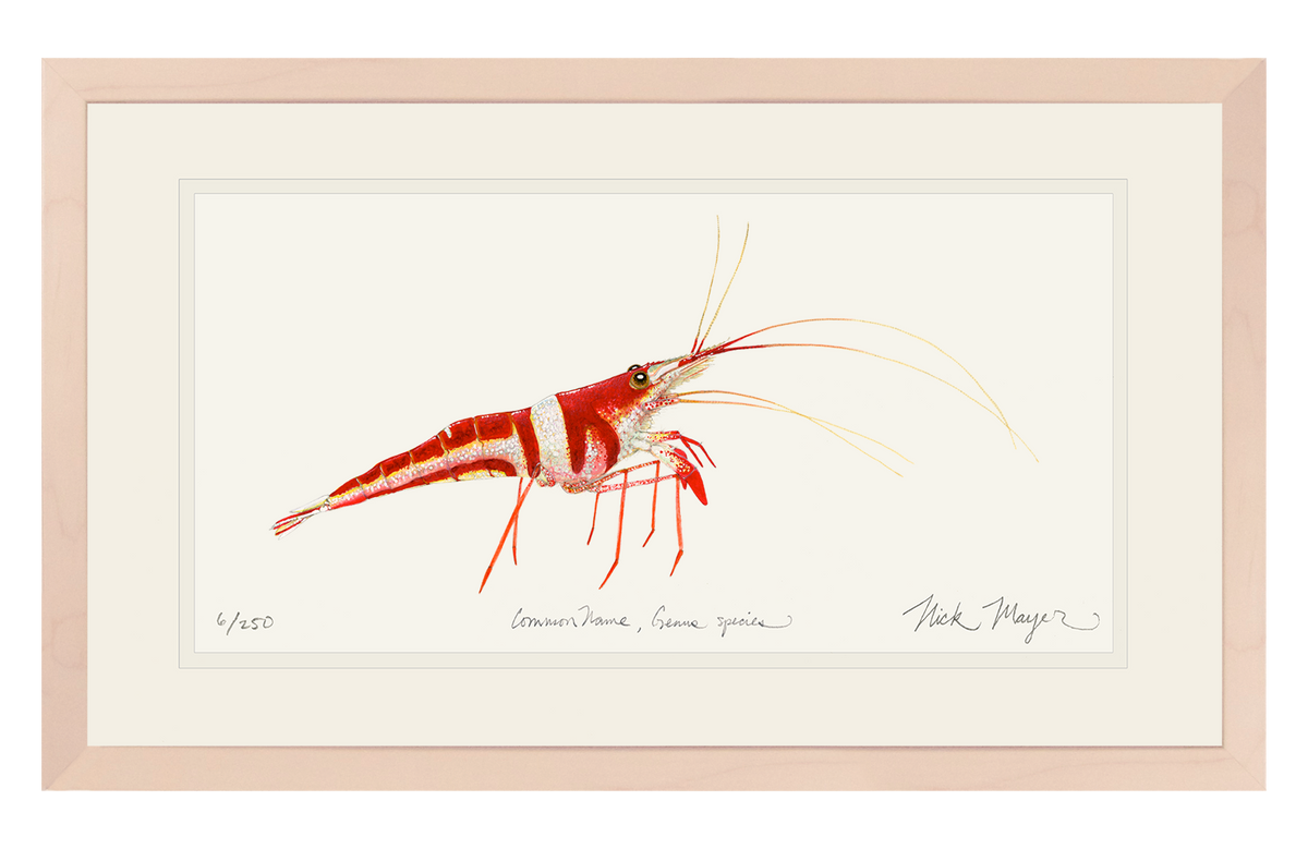 Harlequin_Shrimp_painting