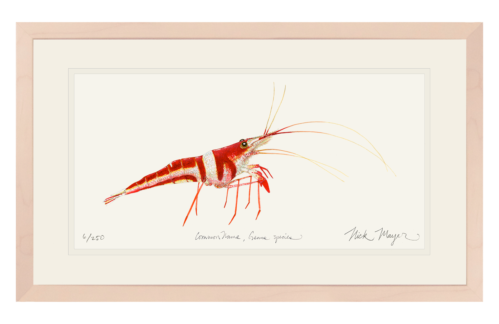 Harlequin_Shrimp_painting