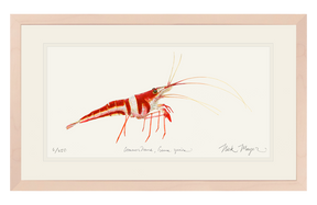 Harlequin_Shrimp_painting