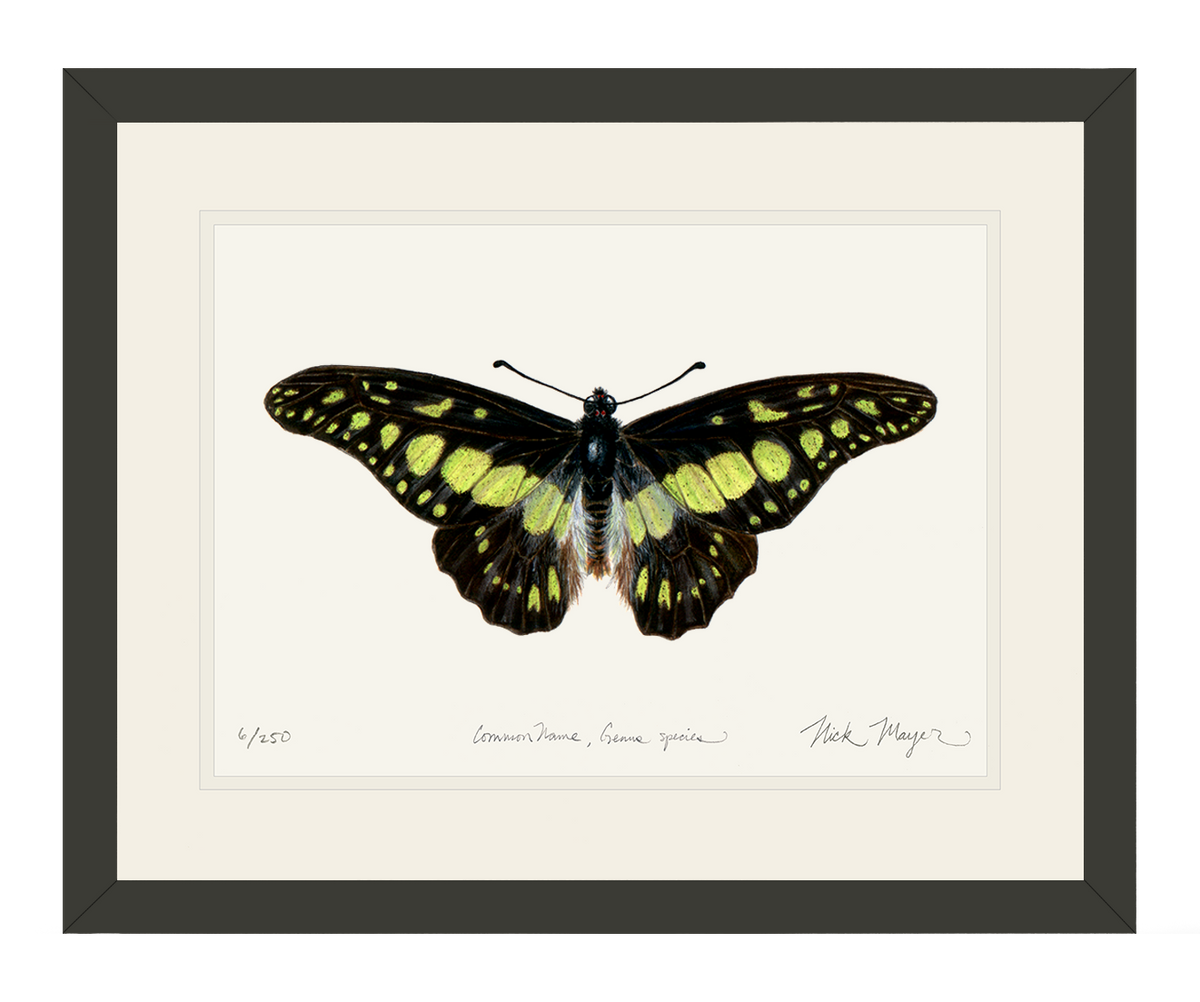 Electric Green Swordtail Butterfly Print