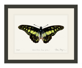 Electric Green Swordtail Butterfly Print