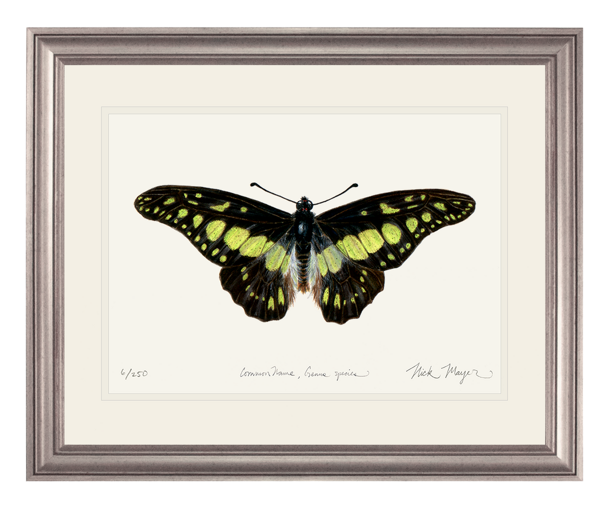 Electric Green Swordtail Butterfly Print