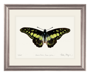 Electric Green Swordtail Butterfly Print
