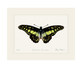 Electric Green Swordtail Butterfly Print