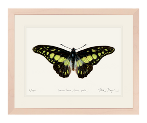 Electric Green Swordtail Butterfly Print