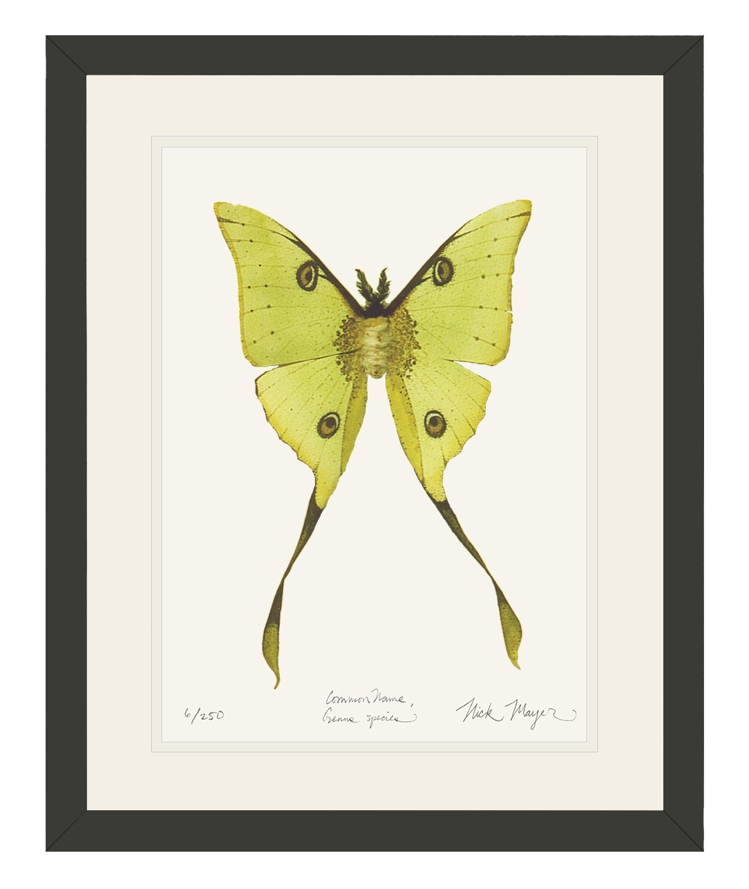 Madagascan Moon Moth Limited Edition Print