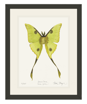Madagascan Moon Moth Print