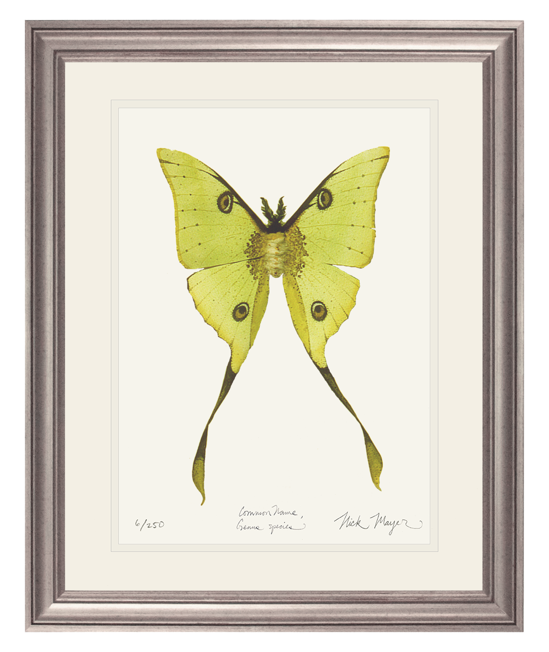 Madagascan Moon Moth Limited Edition Print