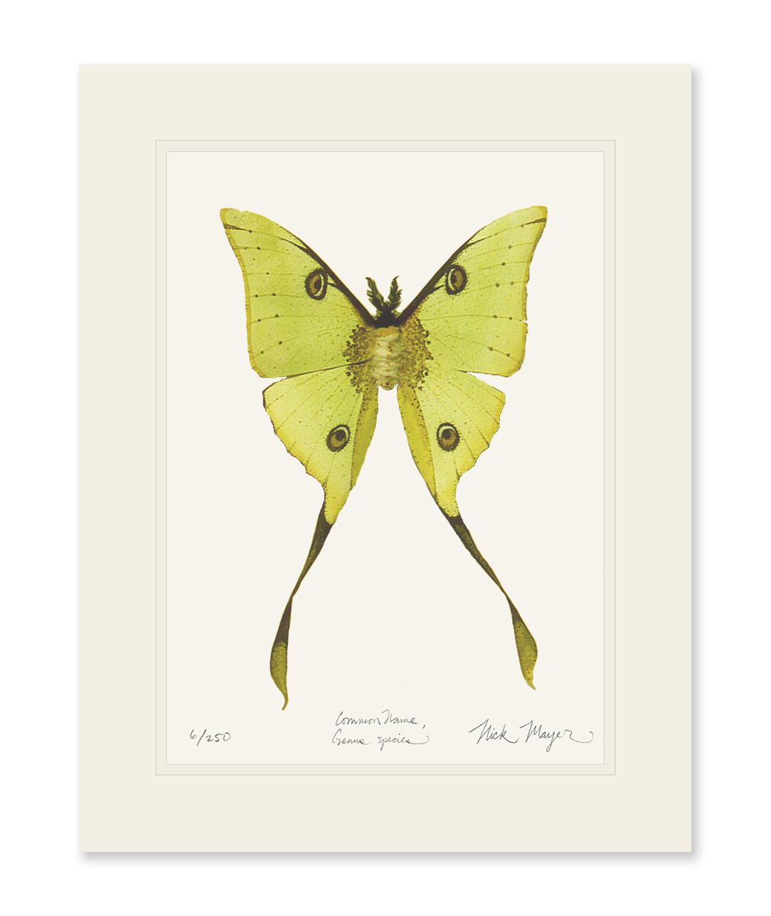 Madagascan Moon Moth Limited Edition Print