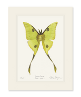 Madagascan Moon Moth Print