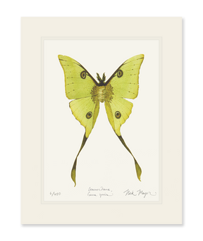 Madagascan Moon Moth Print