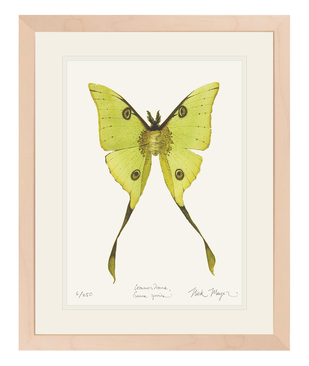 Madagascan Moon Moth Limited Edition Print