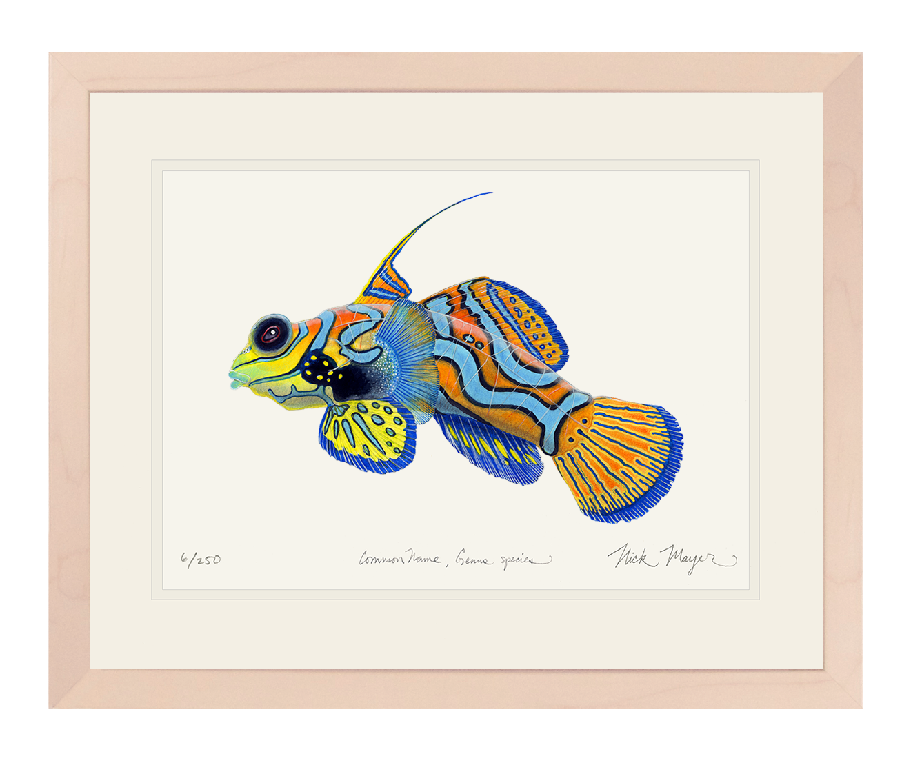 Mandarinfish Limited Edition Print
