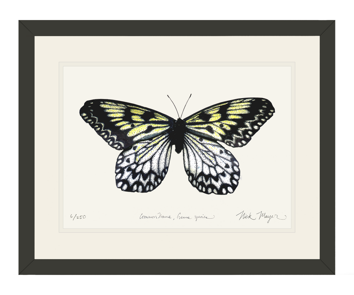 Mangrove Nymph Butterfly Print