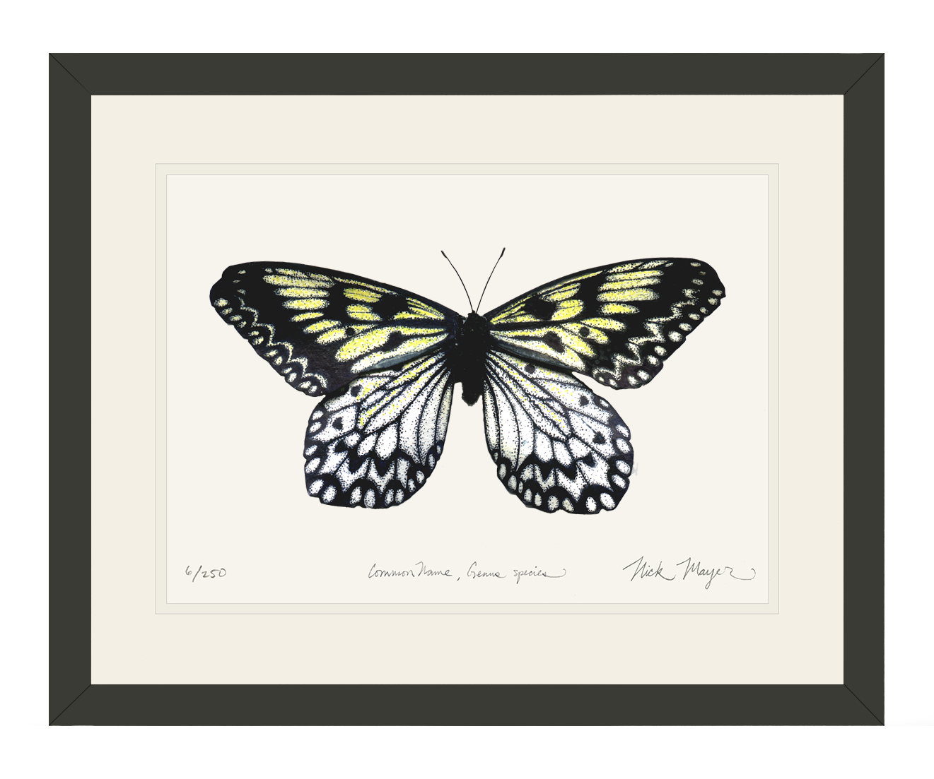 Mangrove Nymph Butterfly Print